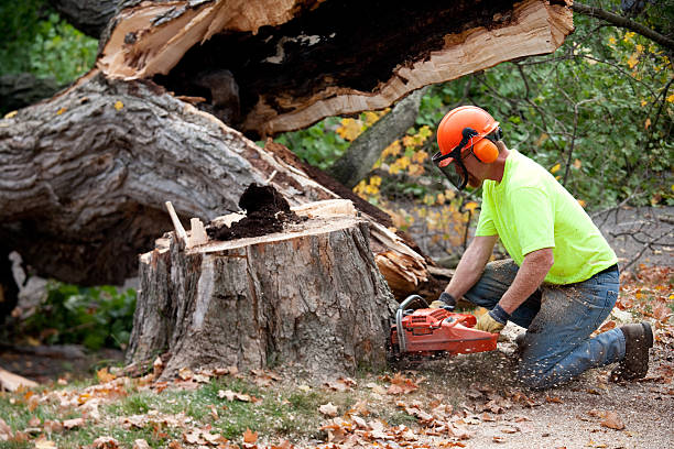 Best Lot and Land Clearing  in Parkland, WA