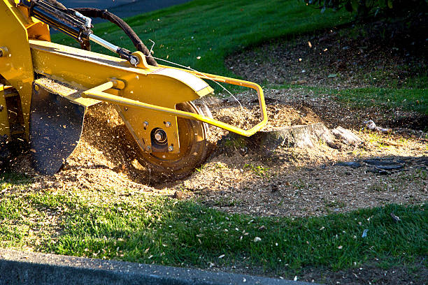 Trusted Parkland, WA  Tree Services Experts